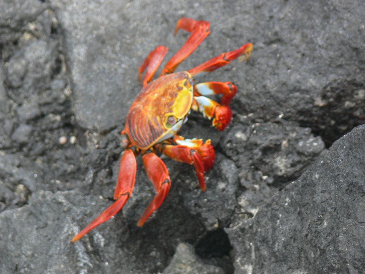 Sally lightfooted crab111